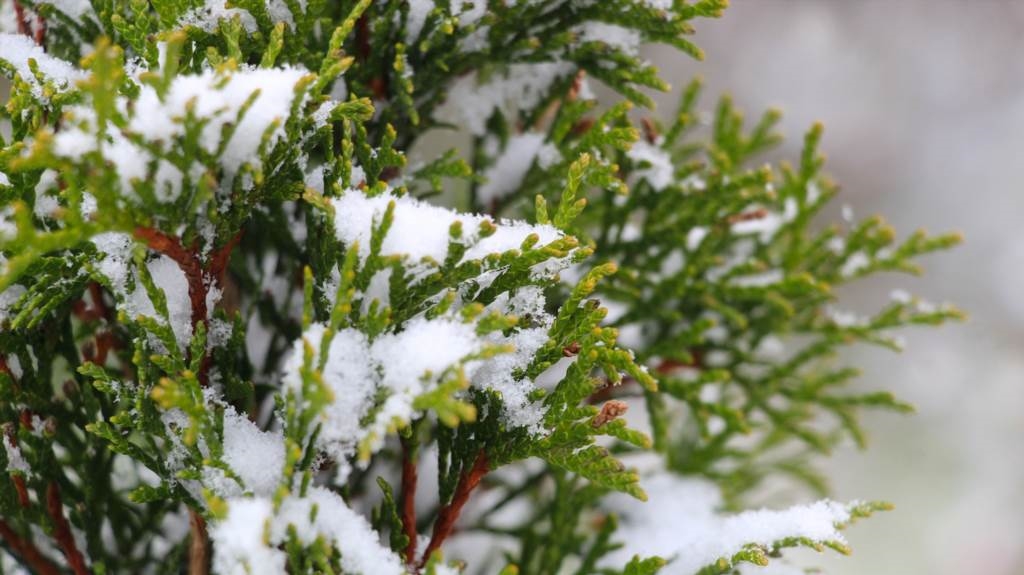Optymalna odległość dla tuji wzdłuż płotu